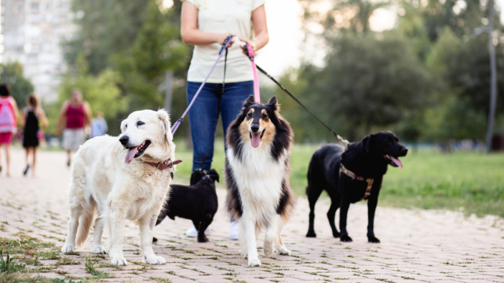 Coterie insurance loves to love dog walkers and other dog related businesses.